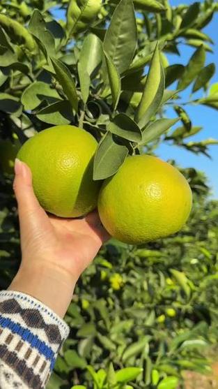 应季鲜果，从枝头到舌尖的甜蜜约定
