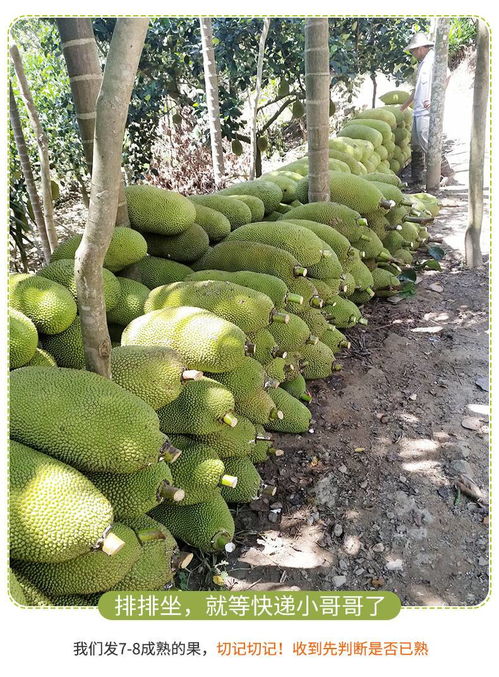 海南热带黄肉菠萝蜜20 25斤 干苞当季新鲜水果特产一整个有滋有菋包邮