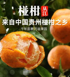 中央电视台扶贫广告重点推荐产品 新鲜当季水果约5斤 细腻脆甜全国包邮